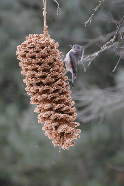 Giant Pinecone Bird Treat
