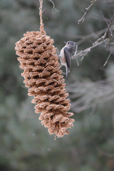 Giant Pinecone Bird Treat
