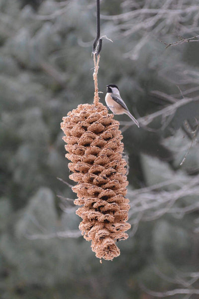 Giant Pinecone Bird Treat