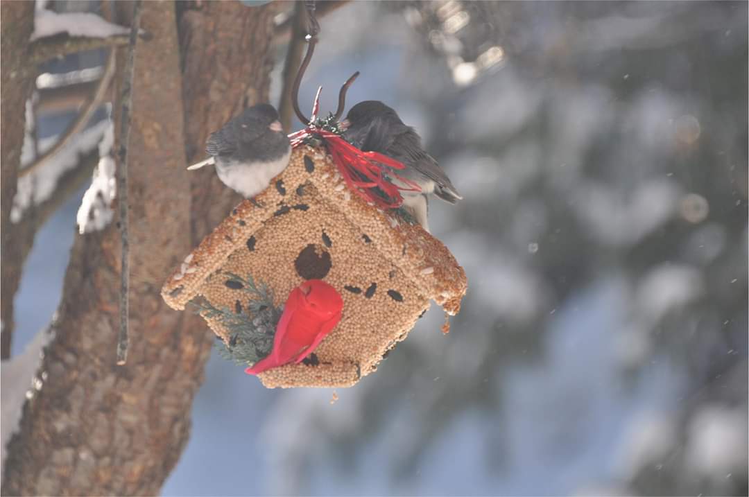 Wren Casita Bird Treat